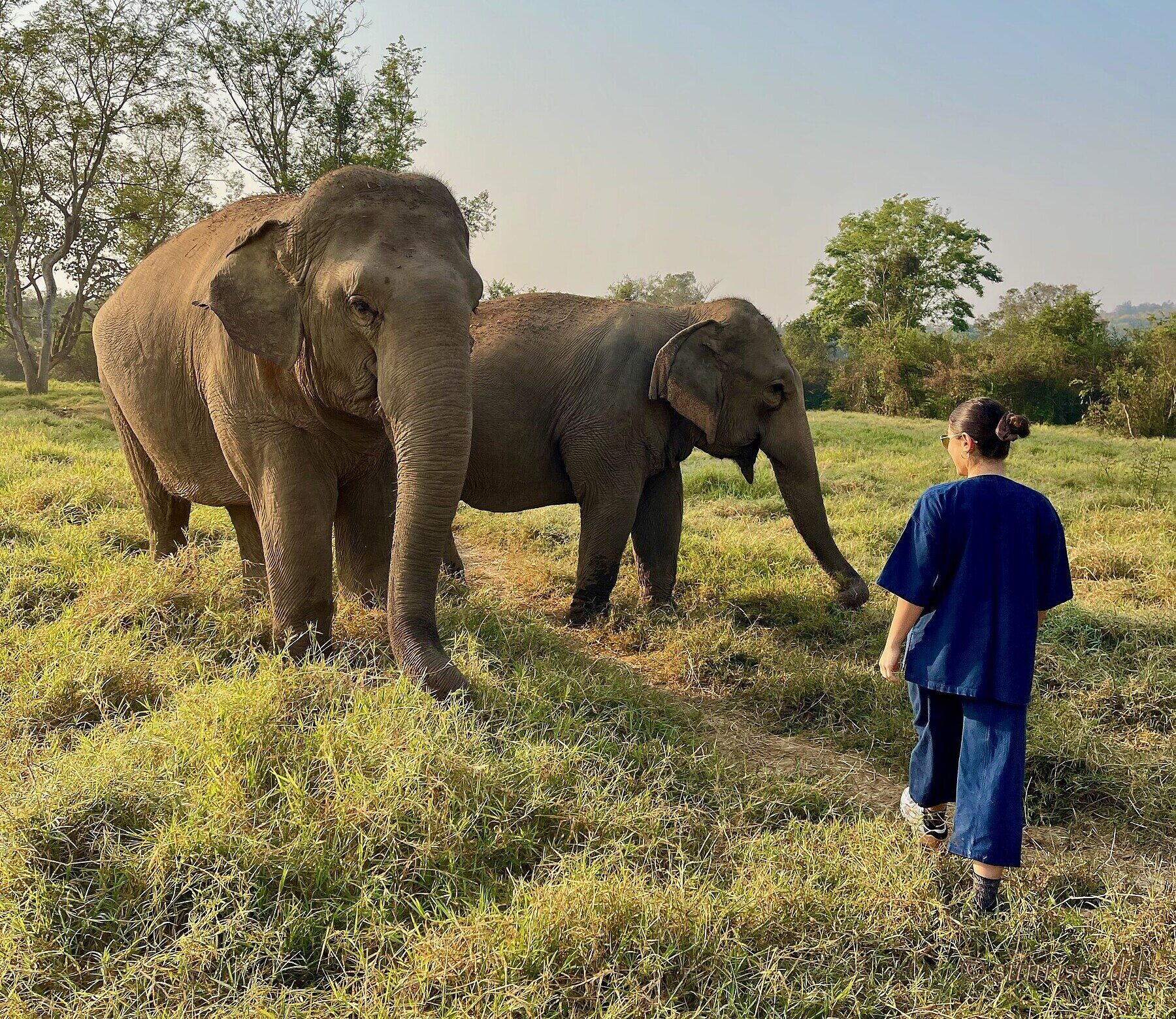 Aurora with elephants in Thailand
